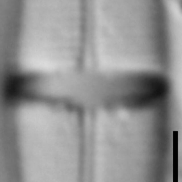 Stauroneis smithii var incisa LM1