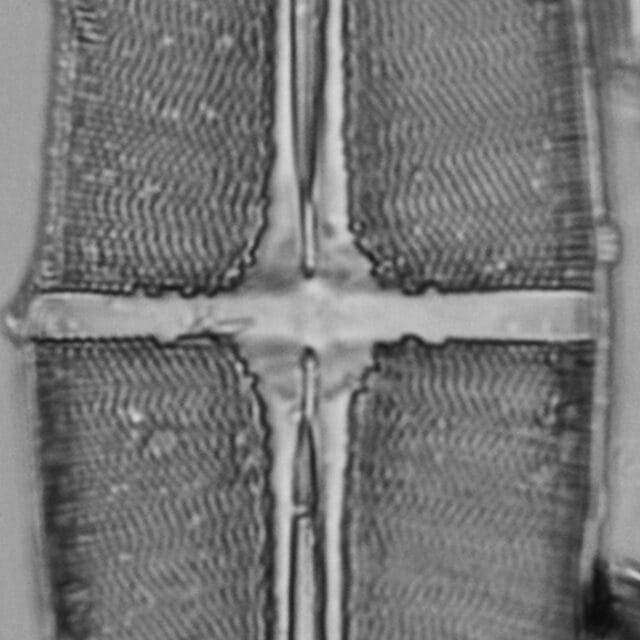 Stauroneisbaileyi ANSP GC49116a 2