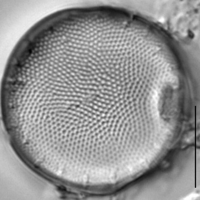 Thalassiosira baltica LM12