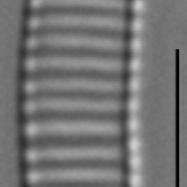 Eunotial tenella LM6