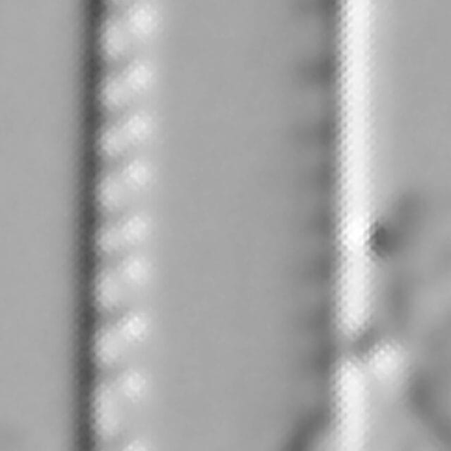 Nitzschia palea var tenuirostris LM1