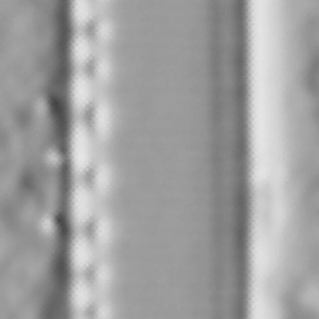 Nitzschia palea var tenuirostris LM3