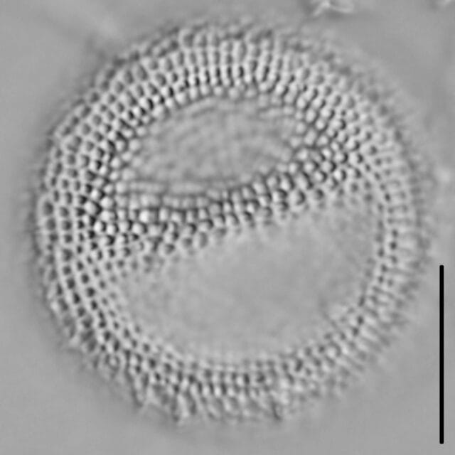 Thalassiosira lacustris LM4