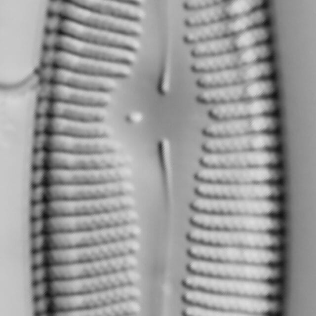 Gomphoneis trullata LM6