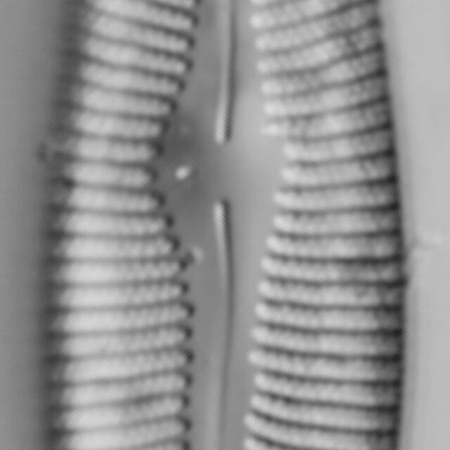 Gomphoneis trullata LM3