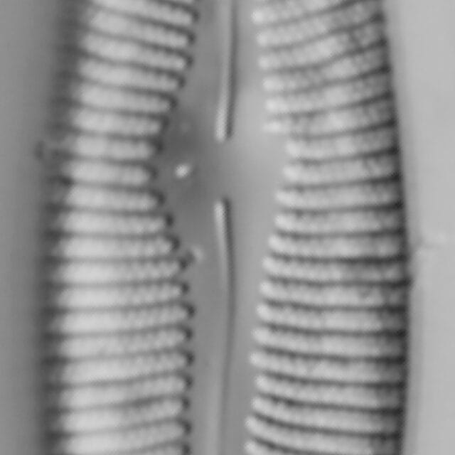 Gomphoneis trullata LM2