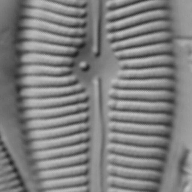 Gomphoneis eriense var variabilis LM2