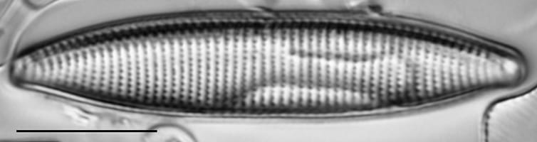 Nitzschia angustata LM7