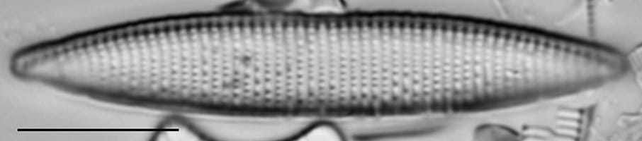 Nitzschia angustata LM5