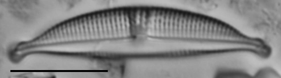 Halamphora bicapitata LM1