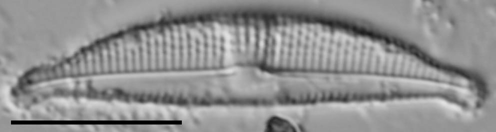 Halamphora bicapitata LM2