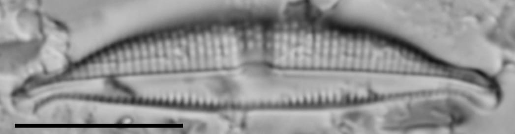 Halamphora bicapitata LM3