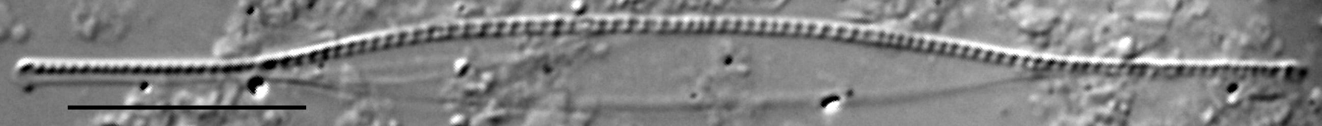 Nitzschia acicularis LM1