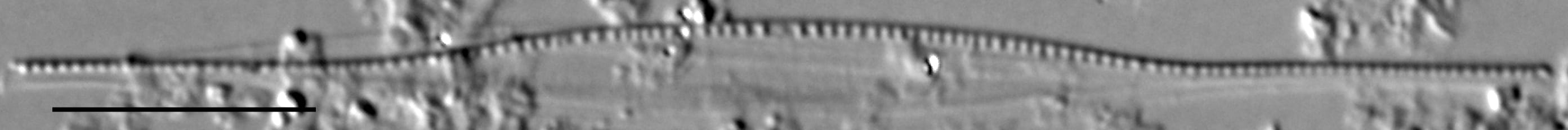 Nitzschia acicularis LM3