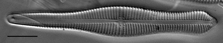 Acuminatumelongatum Wsmith 317004