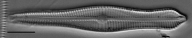 Acuminatumelongatum Wsmith 317005