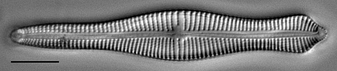Acuminatumelongatum Wsmith 317007