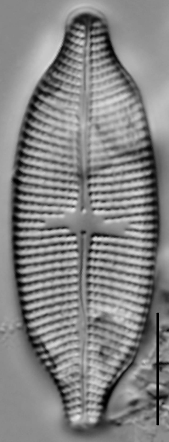 Aneumastus Pseudotuscula LM2