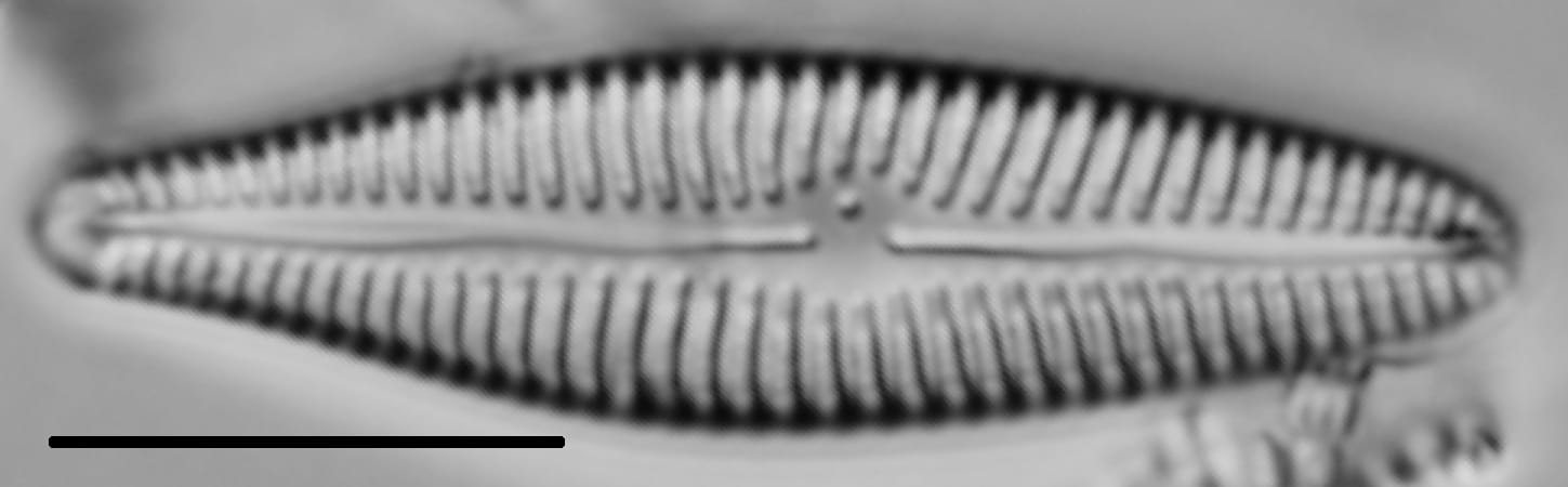 Gomphoneis eriense var. angularis LM3