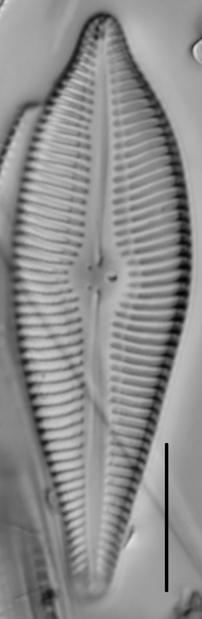 Gomphoneis eriense var. apiculata LM4