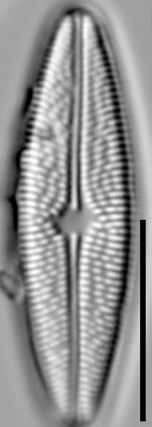 Brachysira confusa 001