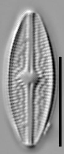 Brachysira confusa 007