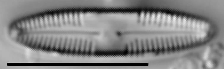 Caloneis bacillum LM2