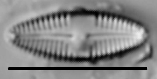 Caloneis bacillum LM3