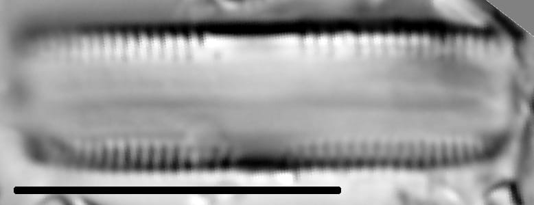 Caloneis bacillum LM4