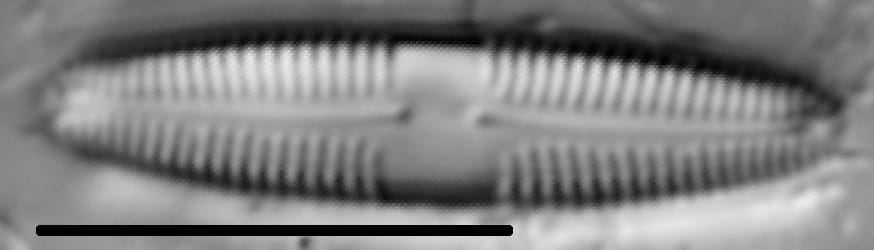 Caloneis bacillum LM5