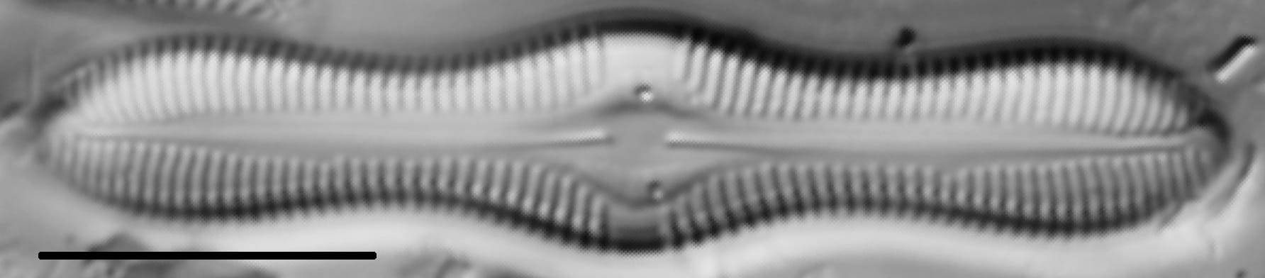 Caloneis Silicula 001