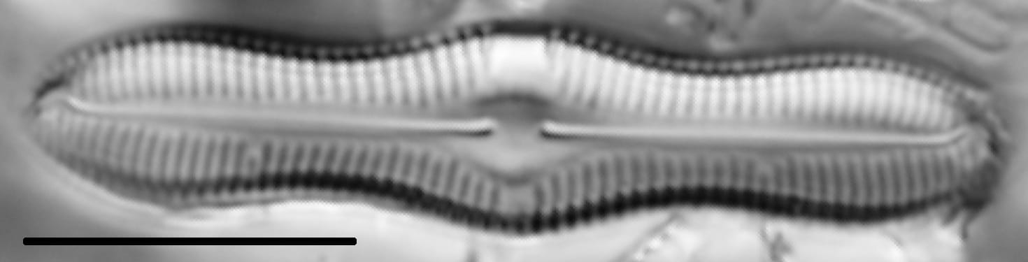 Caloneis Silicula 002