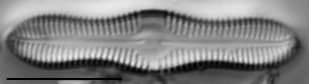 Caloneis Silicula 005