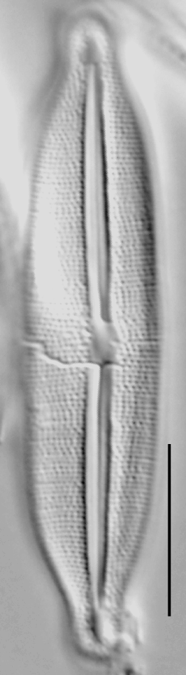 Fragilara capitata LM3