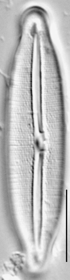 Fragilara capitata LM4