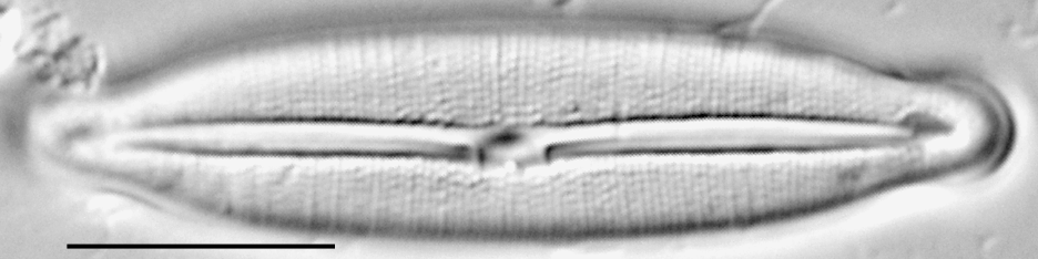 Fragilara capitata LM4