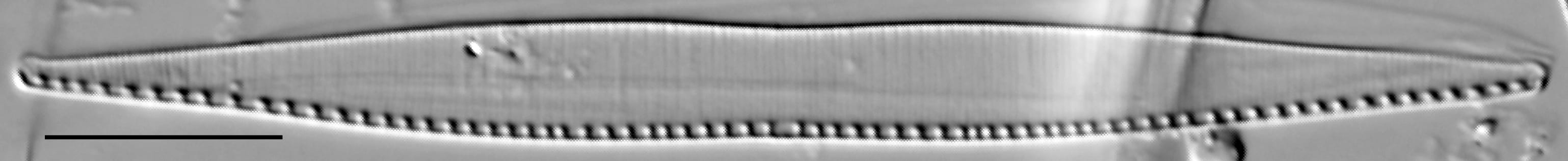 Nitzschia balcanica LM1