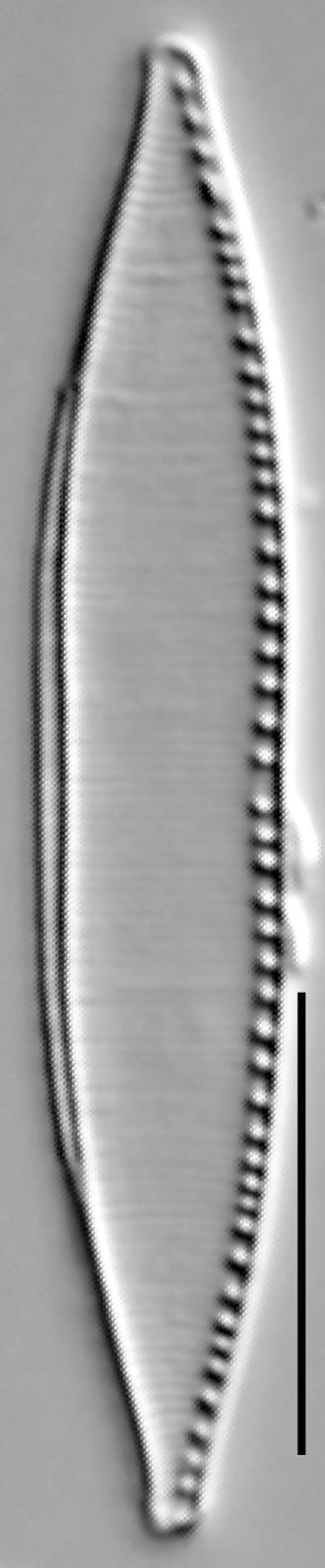 Nitzschia balcanica LM4