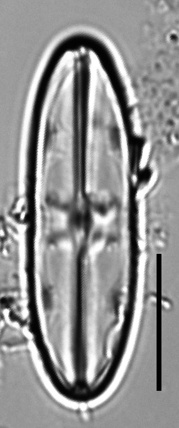 Caponea caribbea LM2
