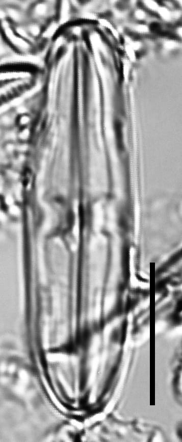 Caponea caribbea LM1