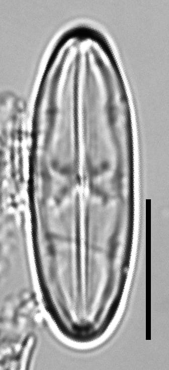 Caponea caribbea LM6