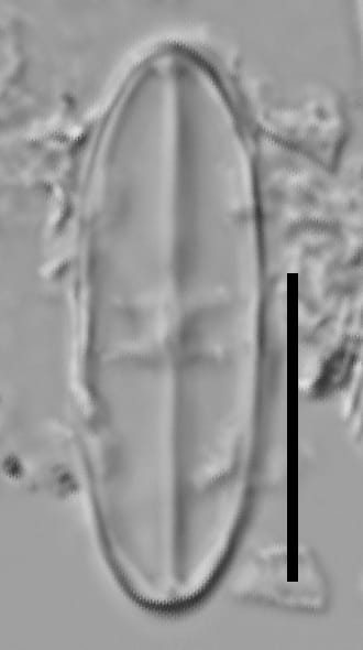 Caponea caribbea LM7