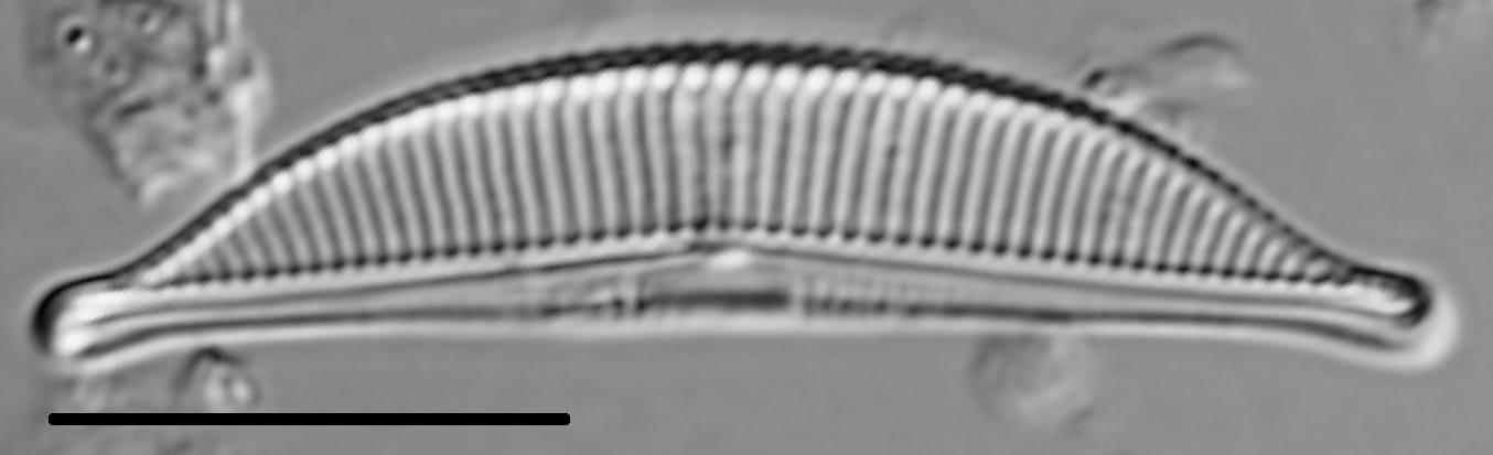 Halamphora coffeaeformis LM1