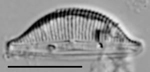 Halamphora coffeaeformis LM2