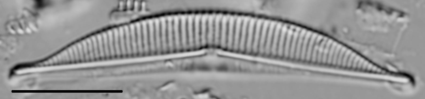 Halamphora coffeaeformis LM3