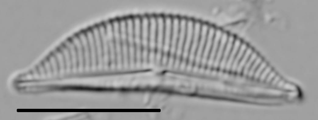 Halamphora coffeaeformis LM4