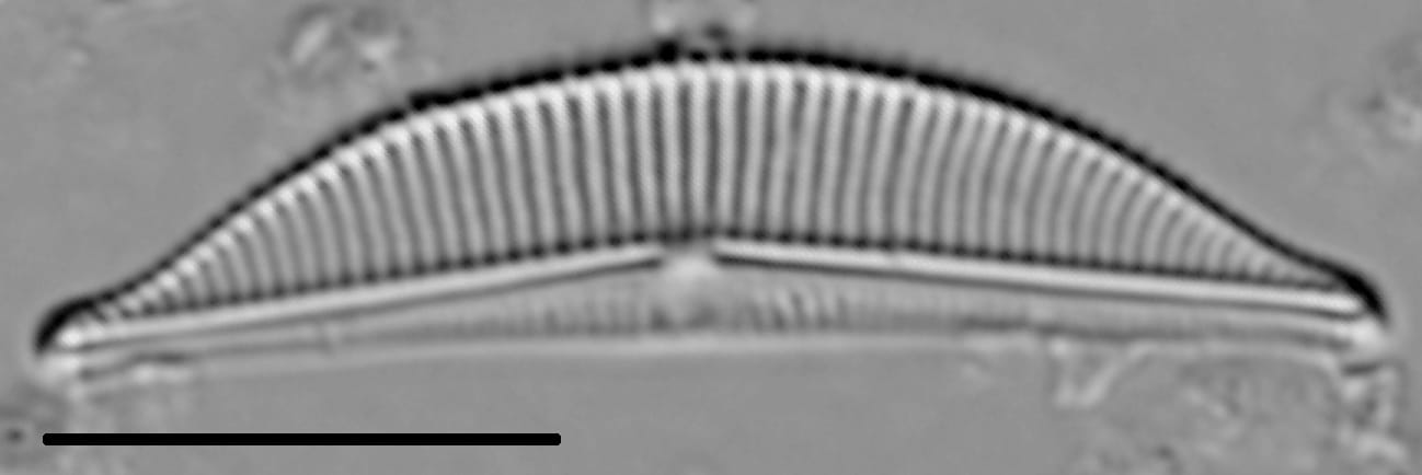 Halamphora coffeaeformis LM5