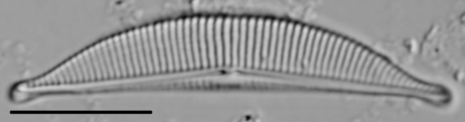 Halamphora coffeaeformis LM6