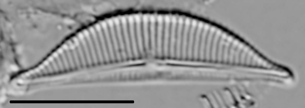 Halamphora coffeaeformis LM7