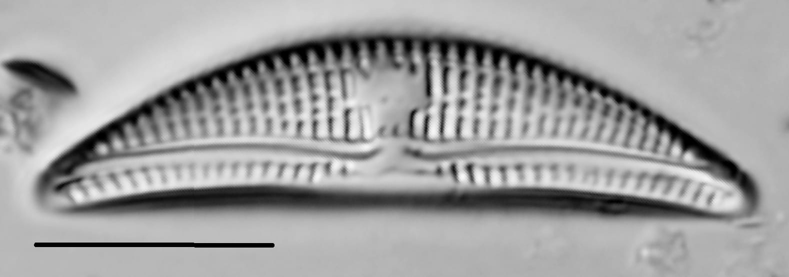 Amphora copulata LM3